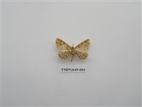 藏品(尺蛾178)的圖片